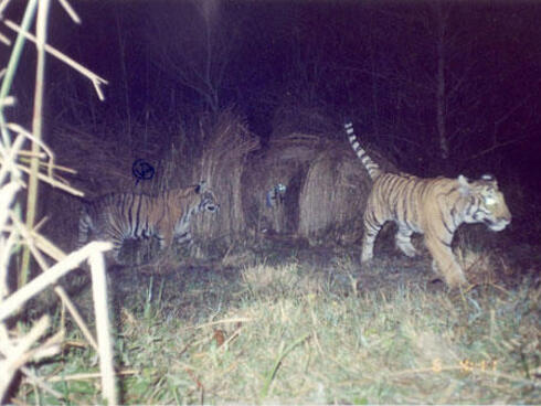 Female tiger with two cubs