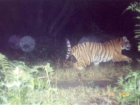 Tiger running from camera trap