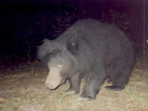 Common bear