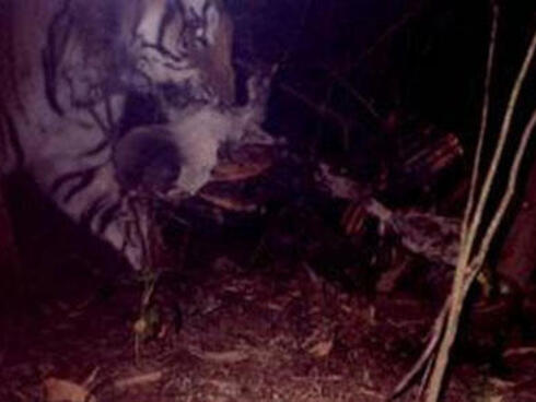 Tiger dragging a carcass