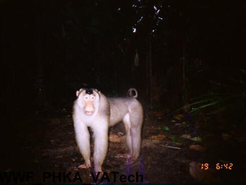 Pigtailed macaque 