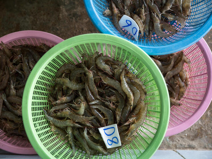 overhead view of buckets of raw shrimp