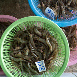 overhead view of buckets of raw shrimp