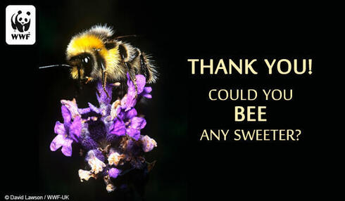 Bee Thank you Could you bee any sweeter