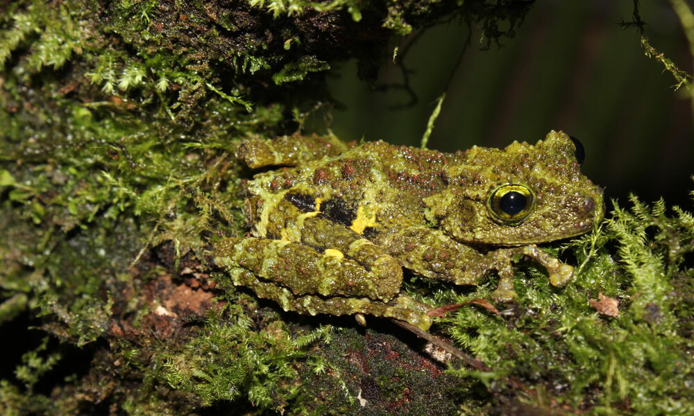 A tree frog with skin that looks like moss sits in a tree
