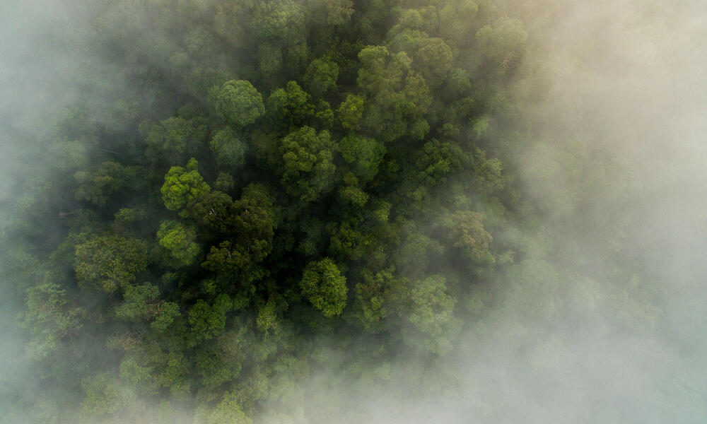 Thirty Hills forest from above