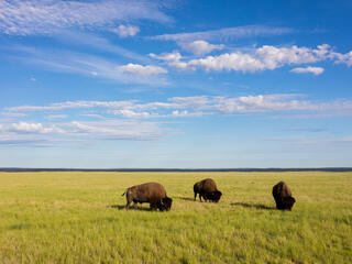 Three bison graze in a bright green prairie under a blue sky