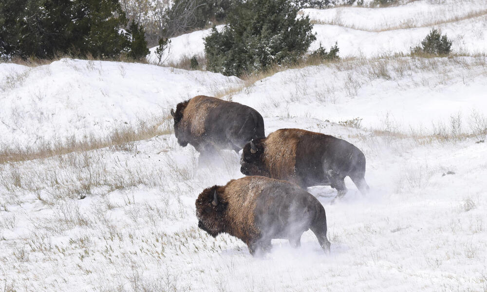 bison release