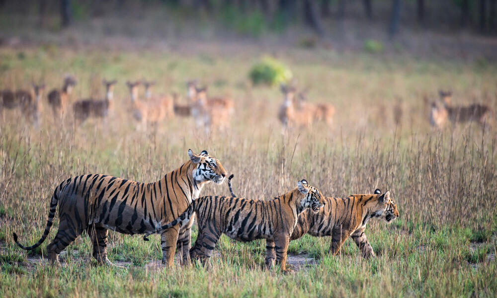 Where do tigers live? And other tiger facts, Stories