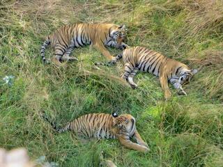 Three tigers lounge in green grass in India