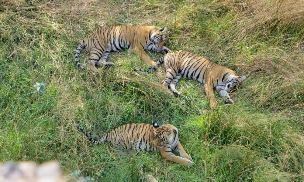 Three tigers lounge in green grass in India