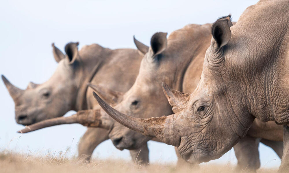 Three White Rhinos