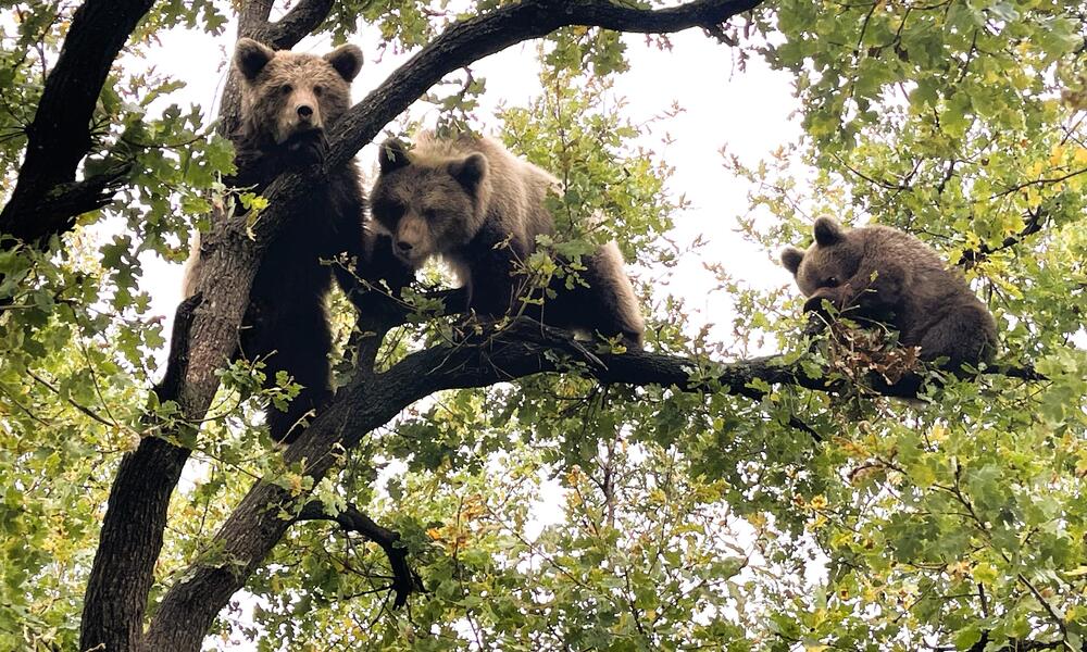 Three brown bears in a tree