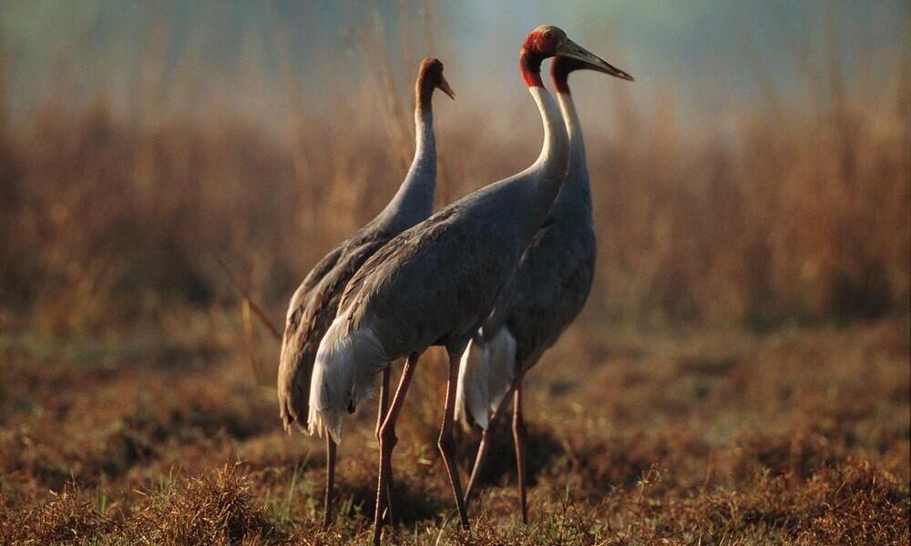 Three Sarus cranes stand in a grassy wetland in Keoladeo National Park, India