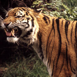 tiger growling