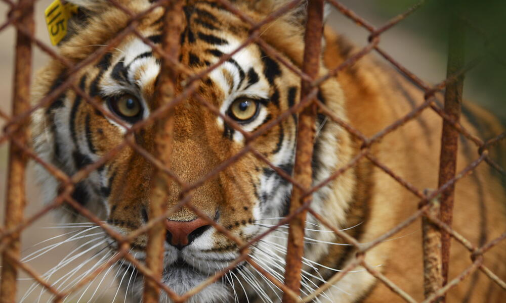 Captive Tiger