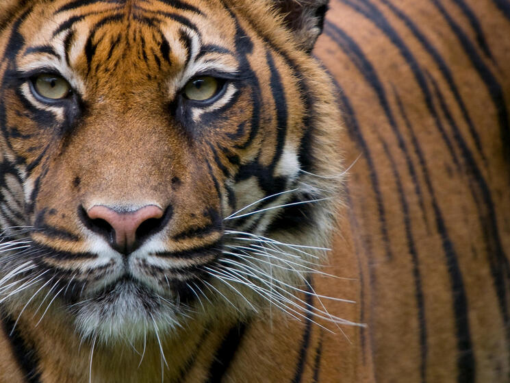 Tiger looking out at camera