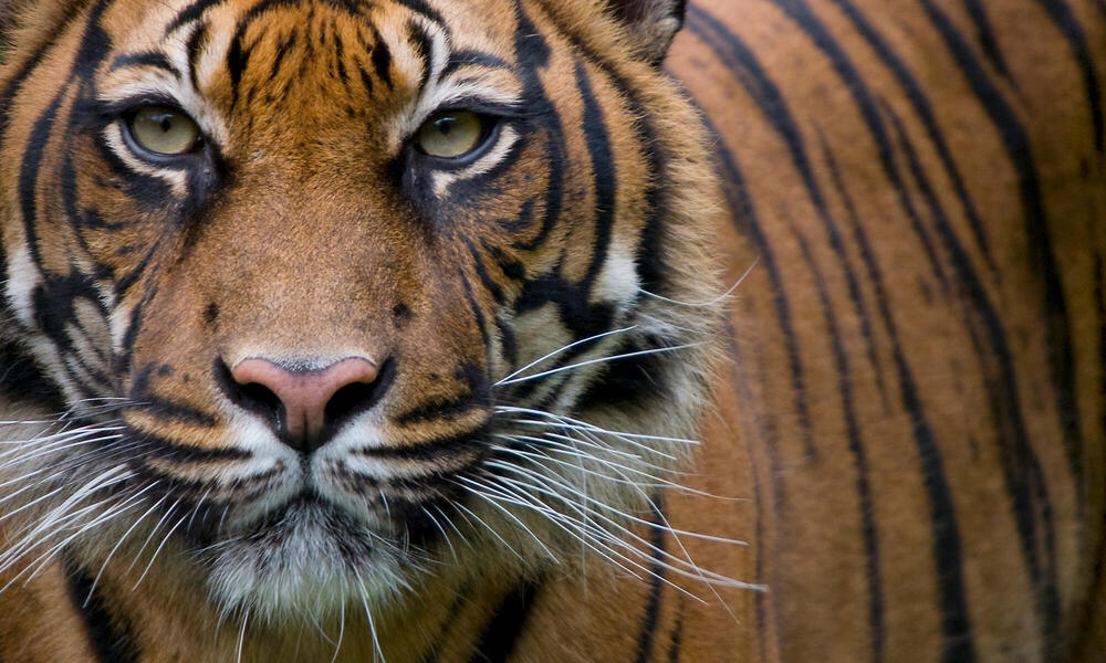 Tiger looking out at camera