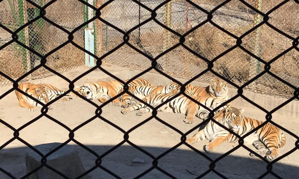 Tiger Farm