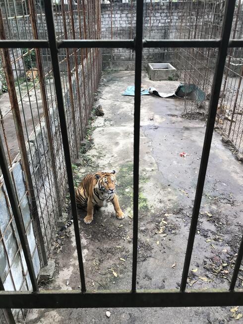 Tiger in a cage at a tiger farm