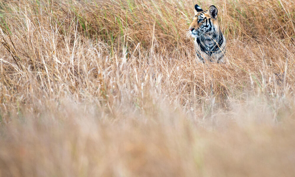 Where do tigers live? And other tiger facts, Stories