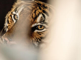 Close up of a tiger's face with blurred enclosure in the foreground