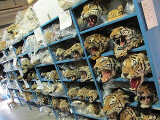 tiger head repository
