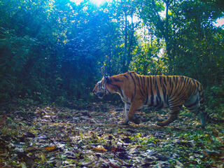 A tiger walks across leaves in the jungle in India