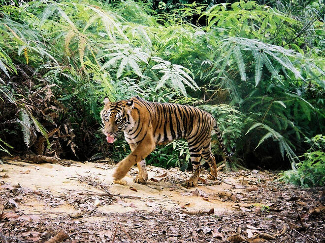 Tiger captured with camera trap