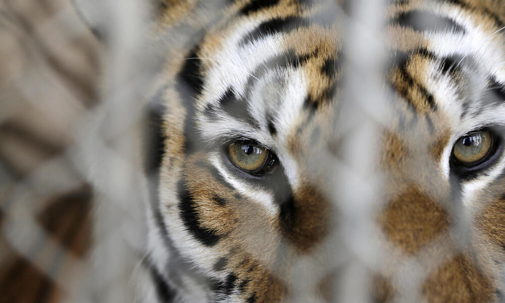 Captive Tigers in the US | Magazine Articles | WWF