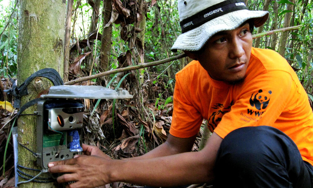 Installing camera trap in Tesso Nilo national park