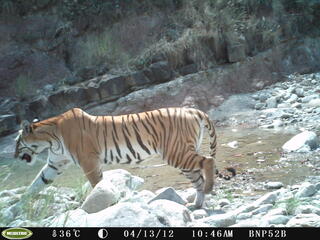 Tiger Nepal Camera Trap