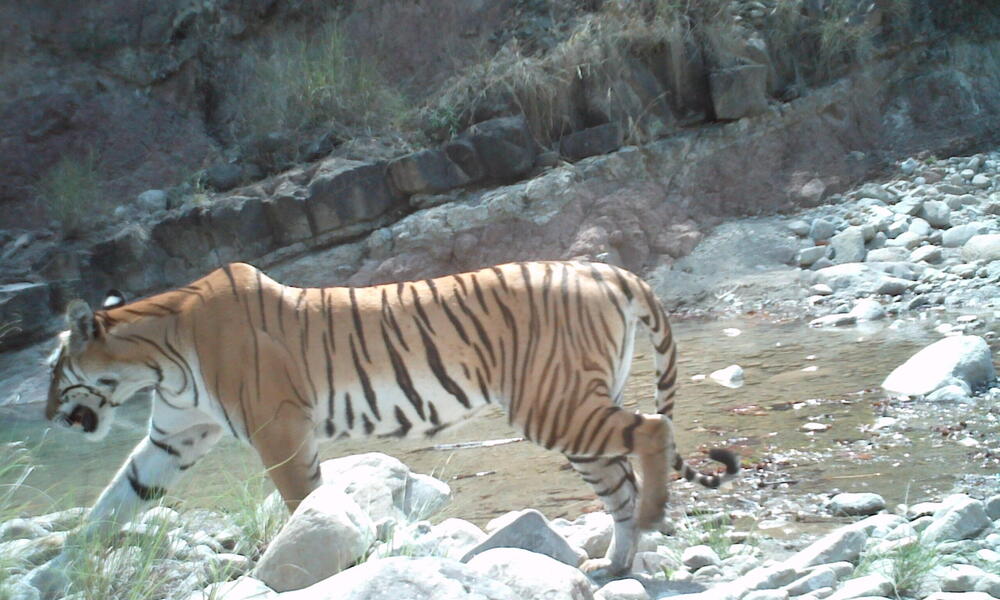 Tiger Nepal Camera Trap