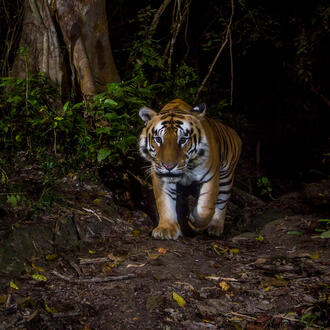 Tiger caught on camera trap at night