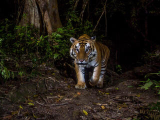 Tiger caught on camera trap at night