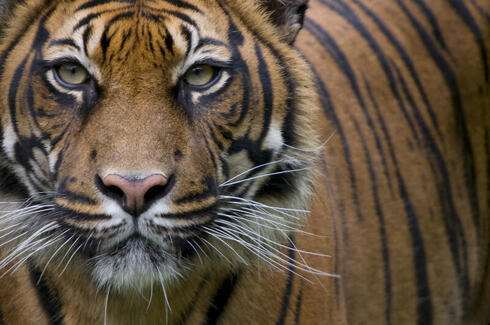 group of siberian tigers