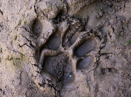 tiger paw print