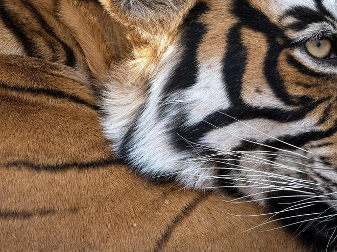 Tiger | Species | WWF