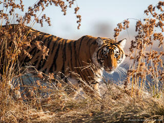 tiger in tall grass