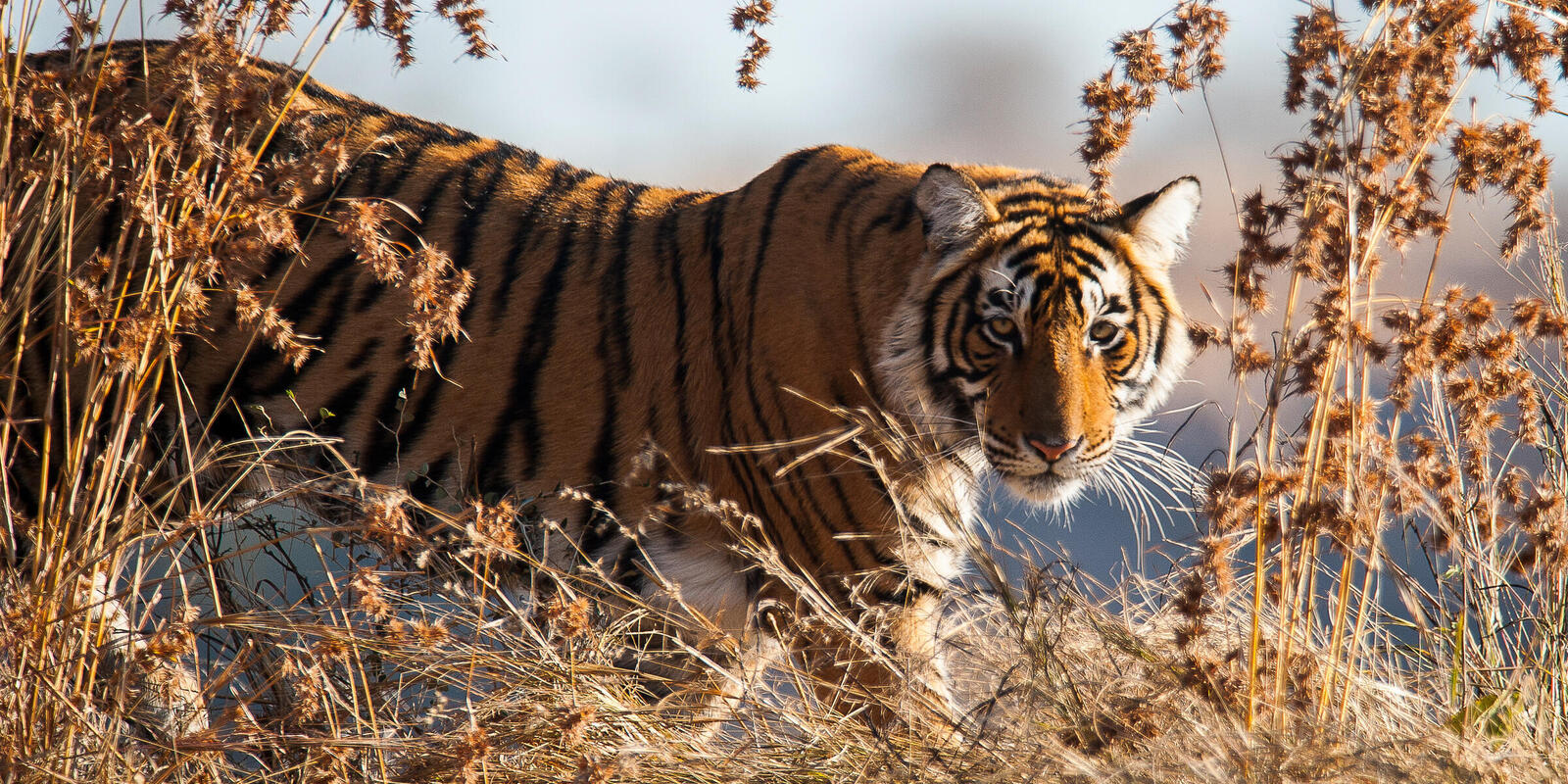 4 Unseen Benefits Of Protecting Tigers And Their Habitat Stories Wwf