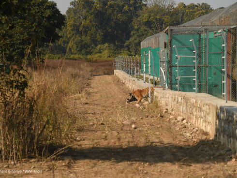 A tiger jumps out of an enclosure into its new home in the wild