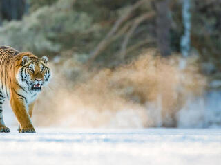 A tiger walks through the snow on a sunny day in China