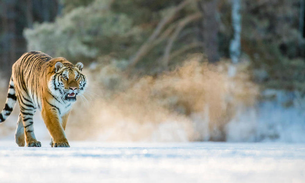 A tiger walks through the snow on a sunny day in China