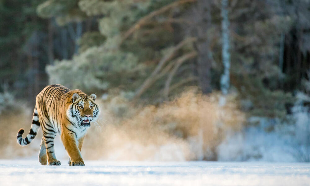A tiger walks through the snow on a sunny day in China