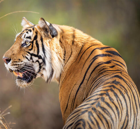 Celebrating good news for India's tigers | Magazine Articles | WWF