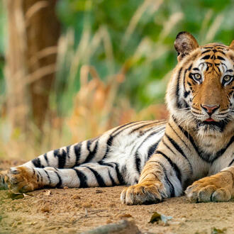 A large tiger lounges on the ground in Bandhavgarh National Park, India.