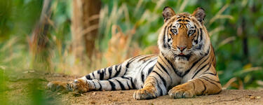 A large tiger lounges on the ground in Bandhavgarh National Park, India.