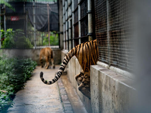 The tail of a tiger is seen walking into an enclosure