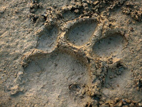 Tiger track