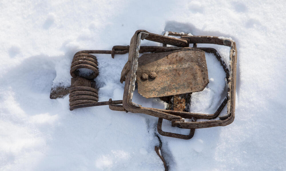 A tiger trap in the snow